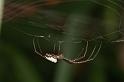 Leucage_granulata_D5565_Z_91_Wellington Point Esplanada_Australie